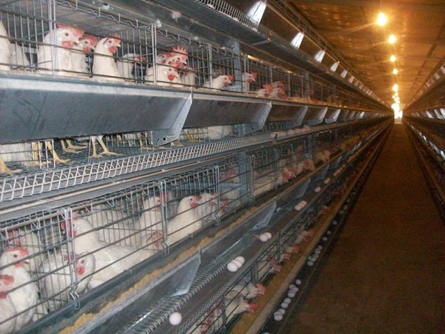 95% of egg-laying hens spend their lives in battery cages. Battery cages commonly hold 5–10 birds, and each chicken may be given an amount of floor space equivalent to less than a sheet of letter-size paper. Constantly rubbing against and standing on wire cages, hens suffer severe feather loss, and their bodies become covered with bruises and abrasions.