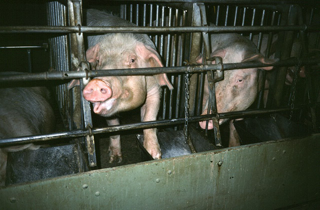 There were more than 5.8 million pigs used for breeding in the United States in 2011, most of whom were confined to gestation crates, typically lined up row after row in large sheds. These naturally curious and intelligent animals are first impregnated at 7 months of age and live out their lives in a cycle of pregnancy, birth, and nursing until they are eventually sent to slaughter.