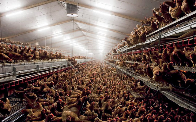 Due to selective breeding, commercial male turkeys rapidly grow to a weight 3 times larger than wild male turkeys in only 4 months. Rapid growth and resulting heavy body weight can lead to heart problems and painful leg issues, which can eventually lead to crippling.
Turkeys may be confined so tightly that each bird has only between 2.5 to 4 square feet of space each. This space only gets tighter as the turkeys grow larger.