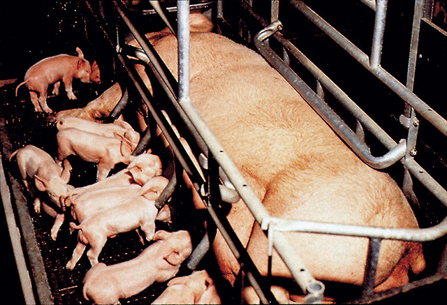 Shortly before piglets are born, sows are moved to “farrowing crates” where the piglets will be nursed. The crates, meant to separate the mother from the piglets to avoid crushing, are restrictive to the point that the mother pig can only stand and lie down — she cannot even turn around to see her piglets.