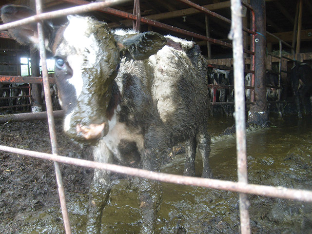 Usually just within hours of birth, calves are taken away from their mothers. Calves can become so distressed from separation that they become sick, lose weight from not eating, and cry so much that their throats become raw.