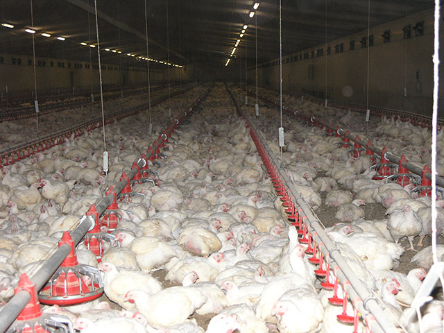 Chickens in the meat industry typically spend their lives confined to warehouse-like buildings, each packed with as many as 20,000 chickens. On average, the space per chicken is only slightly larger than a sheet of letter-size paper. This crowding can result in scratches and sores from the birds being forced to walk all over each other.