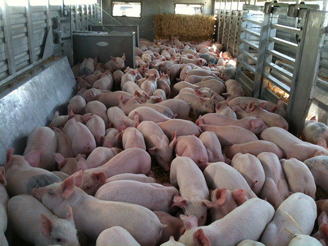 At only 17–20 days old, the piglets are taken away from their mothers and undergo a series of mutilations, including being castrated and having a portion of their tails removed without any sort of pain relief. The piglets spend the next 6 months of their lives confined to pens until they reach “market weight”; they are then trucked to slaughter.