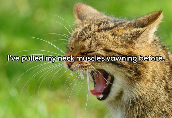yawning wildcat - I've pulled my neck muscles yawning before.