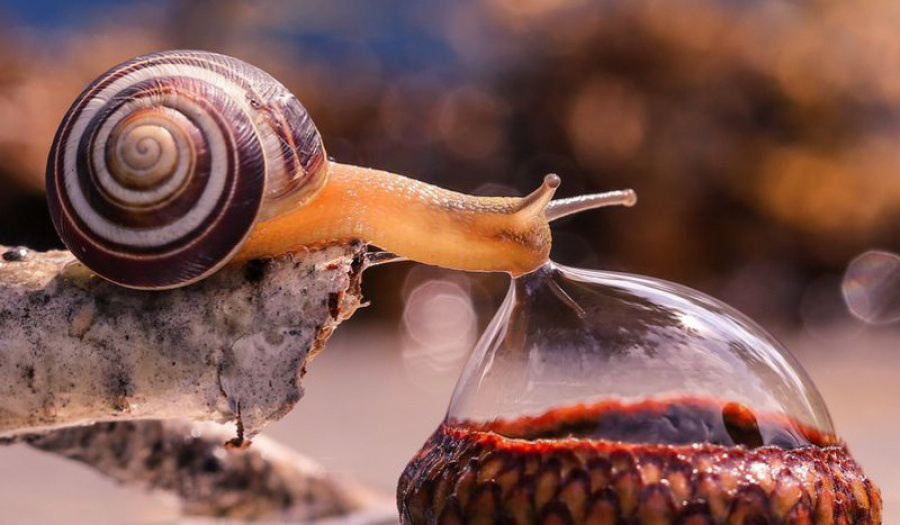 A closeup shot of a snail consuming a water droplet.