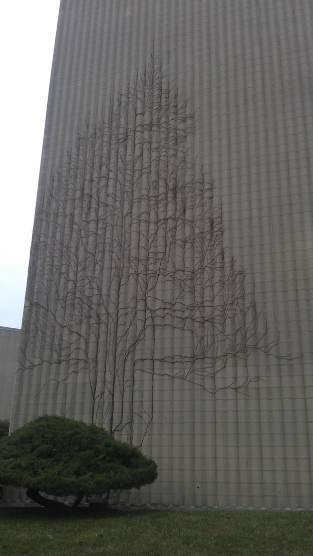 Ivy that grew on the side of the building into the shape of a tree.
