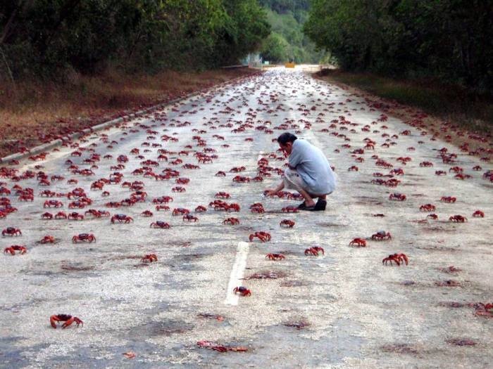 Several crabs everywhere.