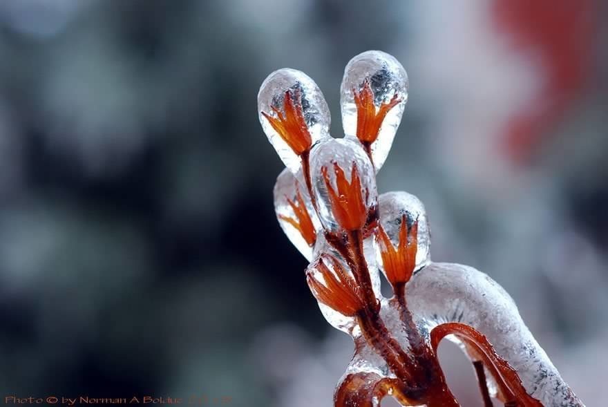 Flowers frozen within ice.