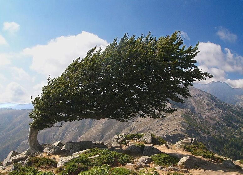 A wind so powerful that it is affecting an entire tree.