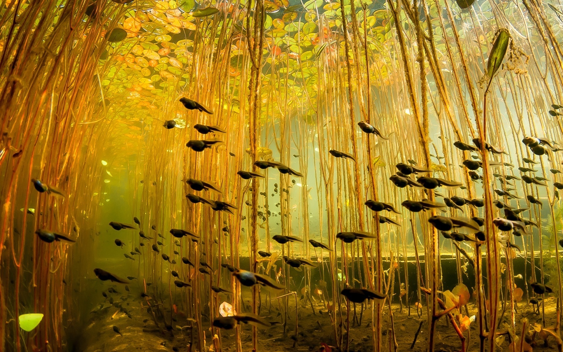 A school of tadpoles swimming underneath lily pads.