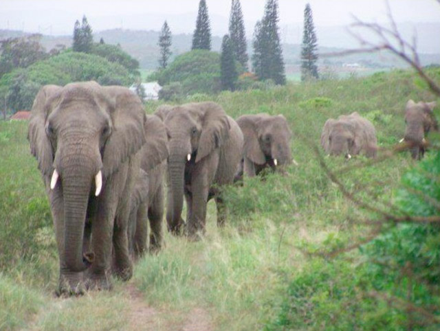 lawrence anthony elephants