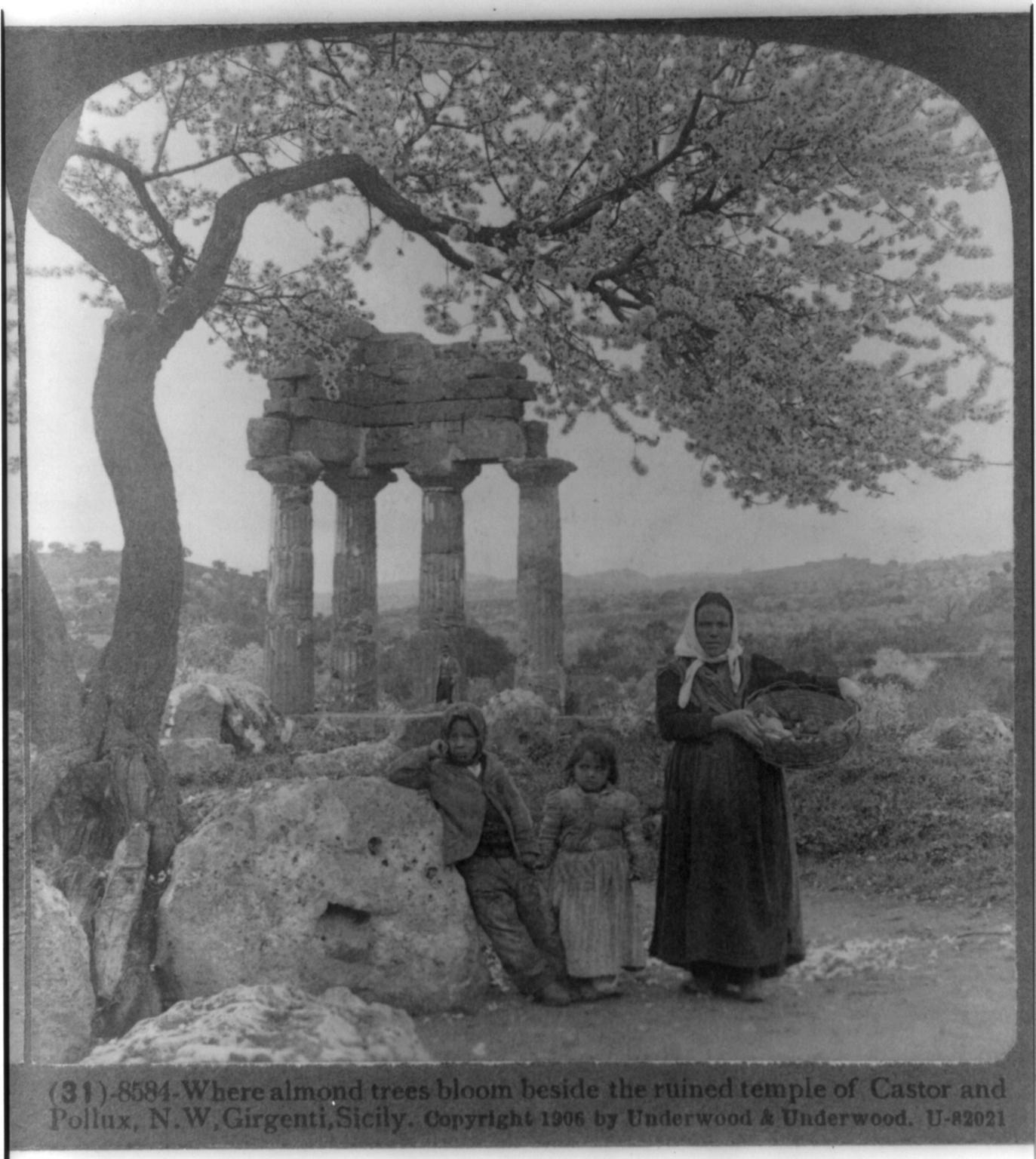photograph - 318584Where almond trees bloom beside the ruined temple of Castor and Pollux. N.W.Girgenti, Sicily. Copyright 1906 by Underwood & Underwood. U82021