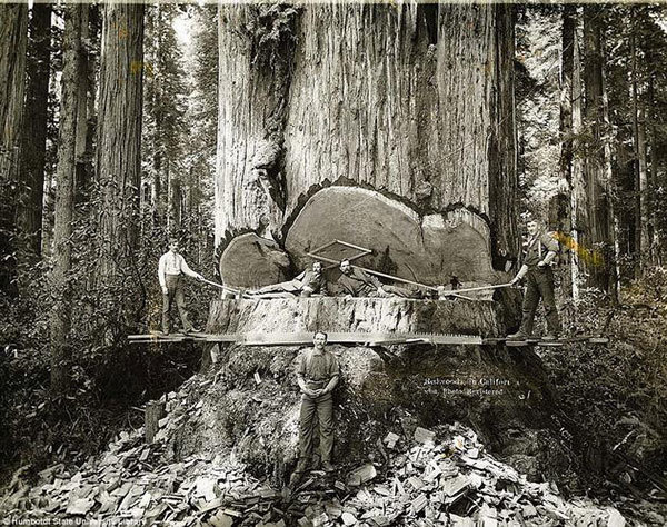 sequoia lumberjacks