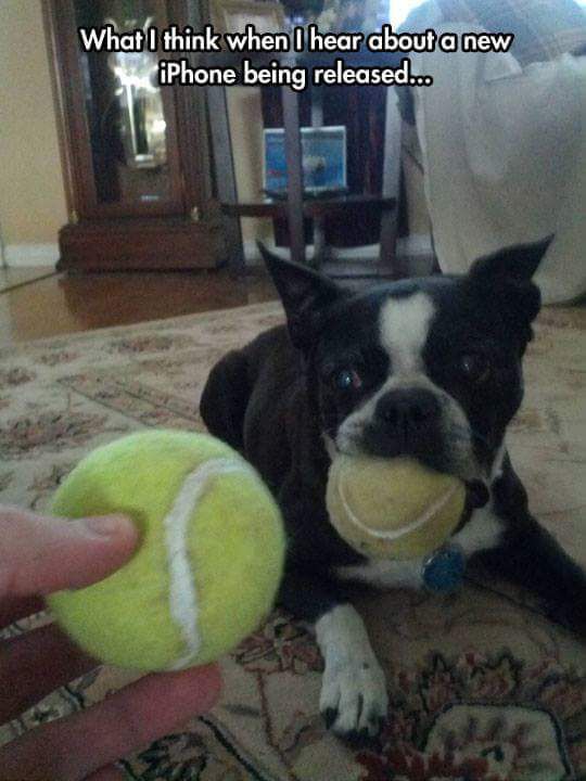 dog tennis ball iphone - What I think when I hear about a new iPhone being released...