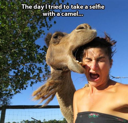 camel funny quotes - The day I tried to take a selfie with a camel...