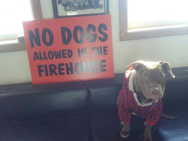 snout - No Dogs Allowed In The Firehe