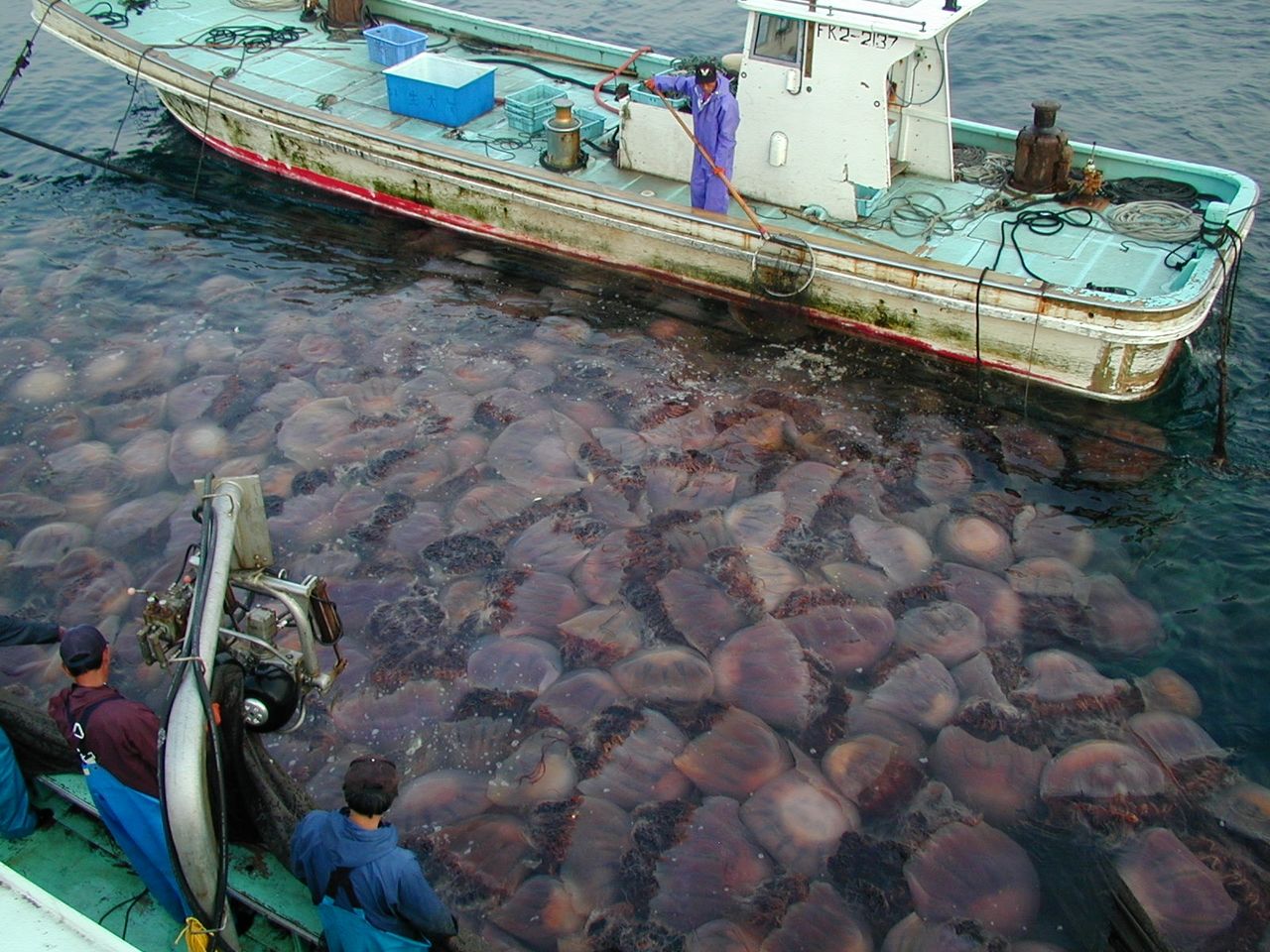 One sailor noted how calm the sea was off the coast of Okinawa, Japan during a thunderstorm. During a few repetitive lightning strikes the man noted seeing jellyfish lighting up everywhere and stated that the water “literally looked like it glowed purple and red that night”.