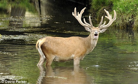 Early in the morning passengers on board a fishing charter boat started hearing a strange plopping sound around ten miles off-shore. The sound kept getting louder and louder until a deer swam by the boat, which made no sense to the passengers since the boat was so far out to sea.