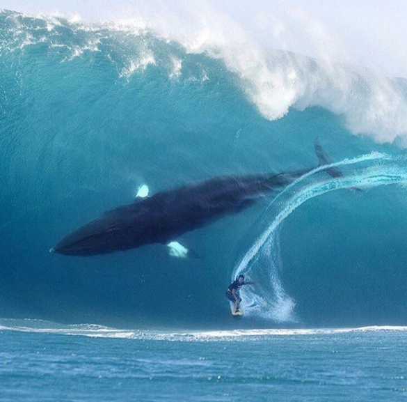 During a series of large waves, a sailor witnessed an incredible sight. As a wave rose above him, he could see the sun in the background piercing through the wave revealing a large whale inside.