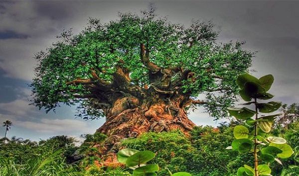 Mystical Tree.
This stubby bad boy was supposedly a mystery tree found in Africa. Unfortunately, it’s just a fake one found in Disney World.