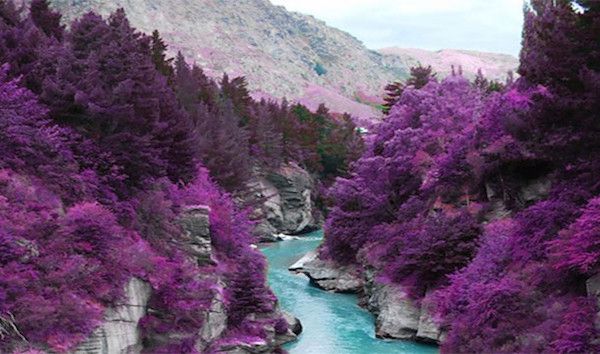 The purple trees of Fairy Pools, Scotland.
This magical place does exist, only it’s not purple, and it’s not Scotland. This is Shotover River in New Zealand.