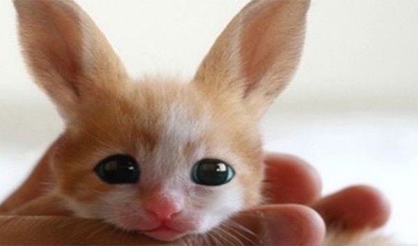 The baby fennec hare.
This cute little guy is actually just a result of an April fools joke. It’s a photoshopped cat.