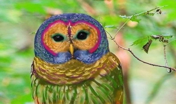 Rainbow Owl.
This was supposedly an extremely rare owl found in China and some parts of the USA. Unfortunately it’s just a heavily edited photo of a normal owl. Owls are awesome anyway, so, the owl still wins really.