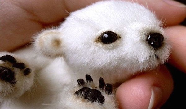 The baby polar bear.
As adorable as it is, this is a photograph of a stuffed toy, of which you can buy on etsy.