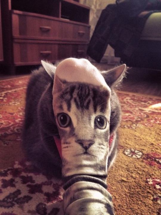 perfect timing cat with sock