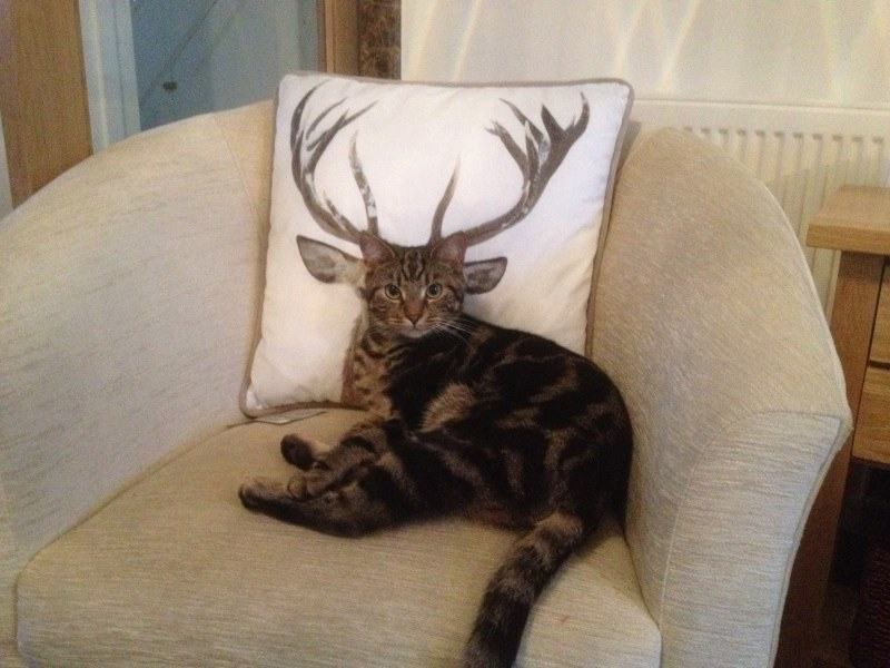 perfect timing cat with antlers