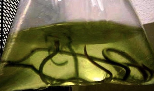 These live eels that were found in a checked bag at Miami International Airport