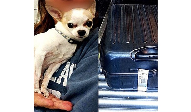 This chihuahua that was found at New York’s La Guardia Airport. It had climbed into her owner's suitcase while she was packing for her trip without her knowing.