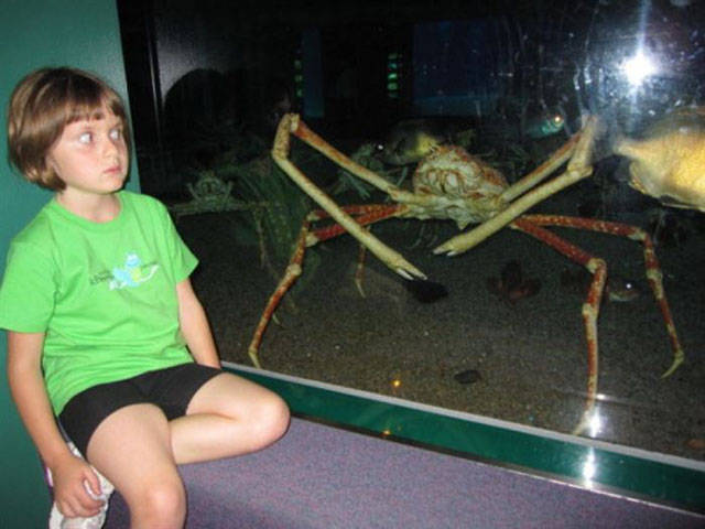 cursed image crab