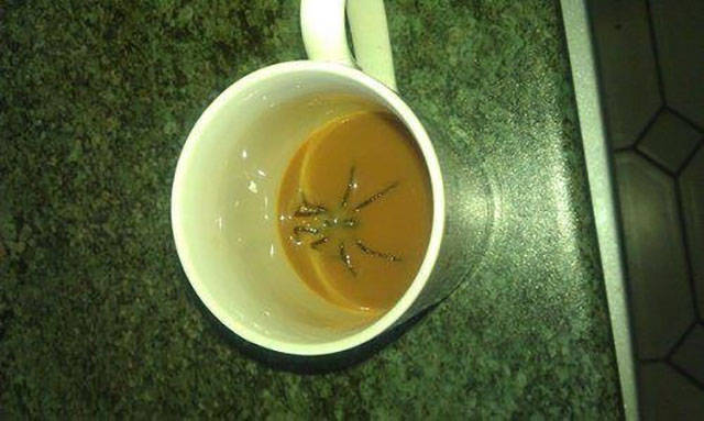 spider in coffee cup