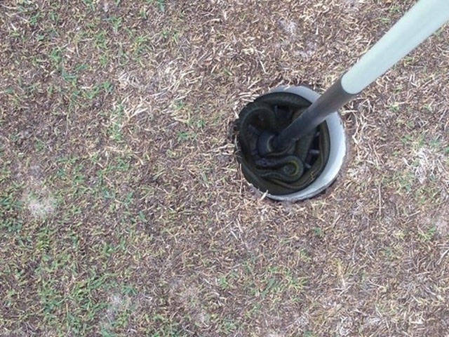 snake in golf hole - Band