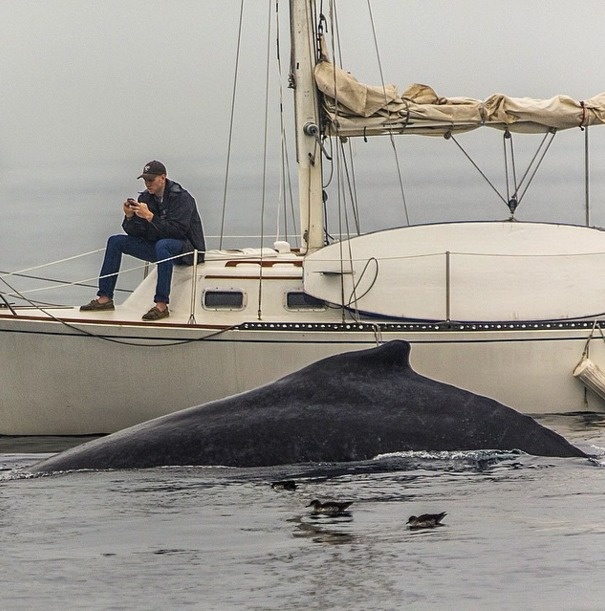 guy on phone with whale