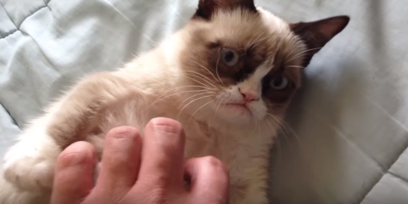 YouTube star Grumpy Cat earned more than Gwyneth Paltrow in 2014.