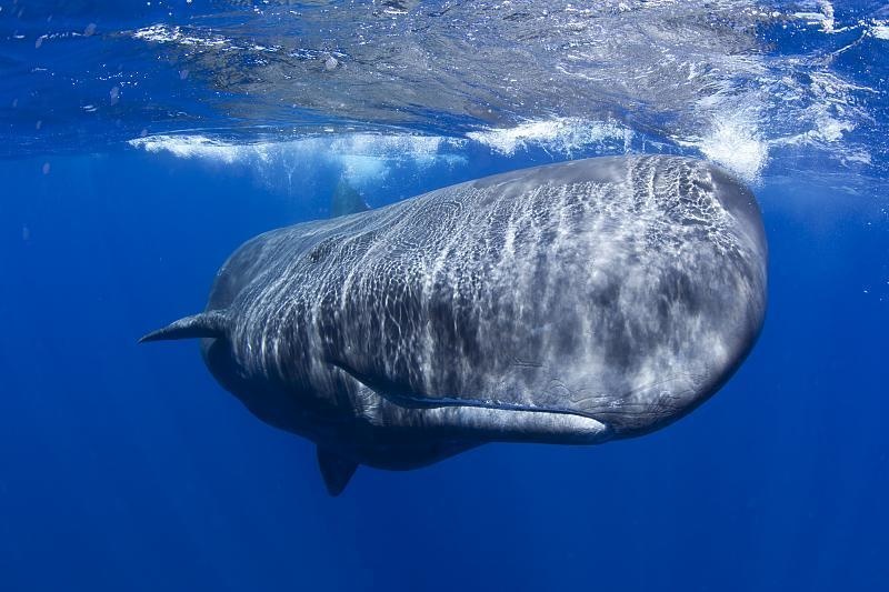Most of a sperm whale's head is filled with a fatty, yellow tissue called "junk."