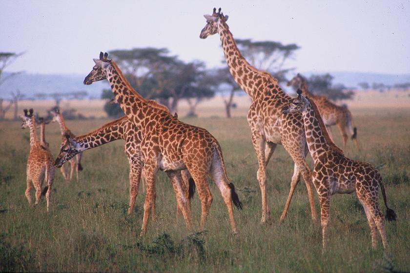 A group of giraffes is technically called a tower.
