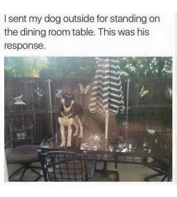 dog on table meme - I sent my dog outside for standing on the dining room table. This was his response.