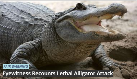 A man once jumped into alligator infested waters, screamed “F*ck you alligators” and was subsequently eaten alive