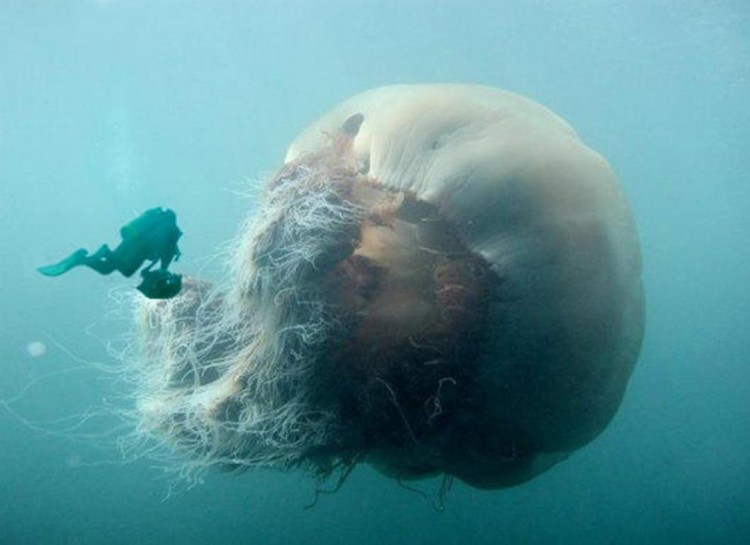 ghost lion's mane jellyfish