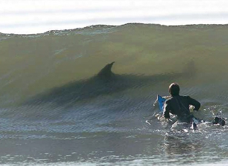 palos verdes cove surfing