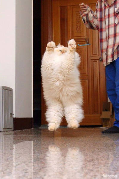 funny fluffy cats - fatcats