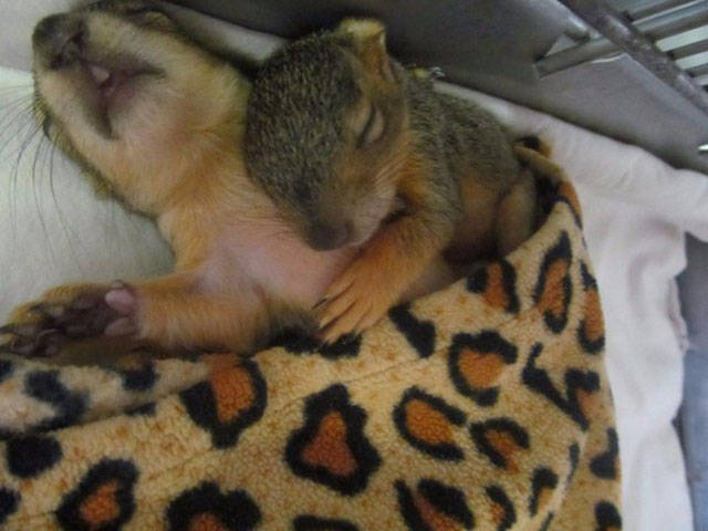 two squirrels sleeping