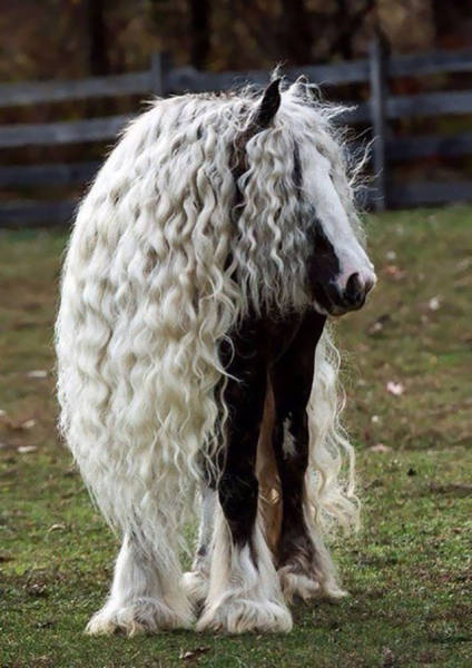 long haired animals