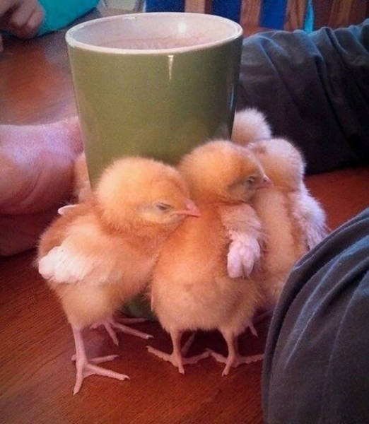 chicks coffee mug