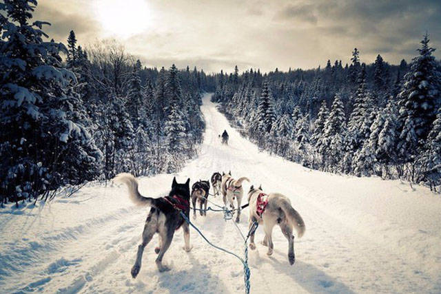 dog sledding