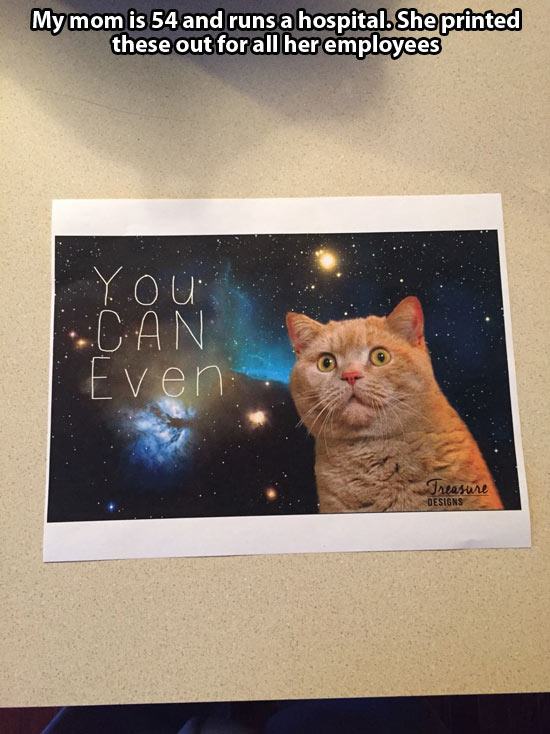 cat staring into space - My mom is 54 and runs a hospital. She printed these out for all her employees You Can Even nasure