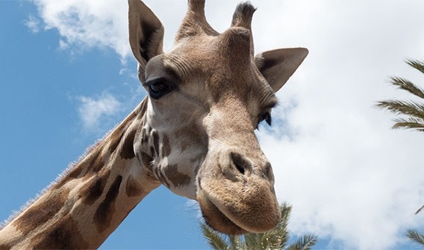 In order to determine if the female giraffe is fertile, the male giraffe head butts her in the abdomen until she urinates. He then tastes the urine to determine her fertility.